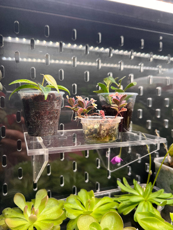 Acrylic Shelf 15x10 cm