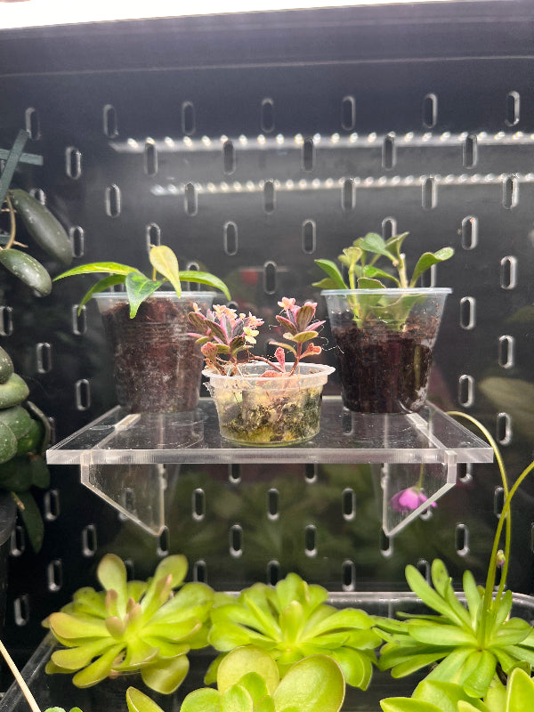 Acrylic Shelf 15x10 cm