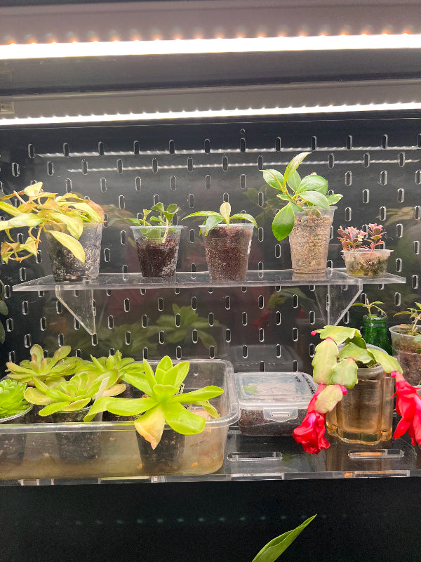 Acrylic Shelf 36x10 cm